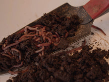 Load image into Gallery viewer, 1 lb Live Red Wiggler Worms