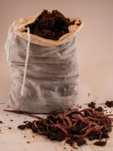 Load image into Gallery viewer, 1 lb Live Red Wiggler Worms
