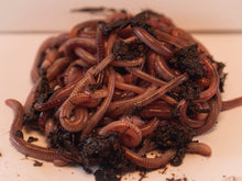 Load image into Gallery viewer, 1 lb Live Red Wiggler Worms
