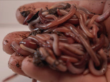 Load image into Gallery viewer, 1 lb Live Red Wiggler Worms
